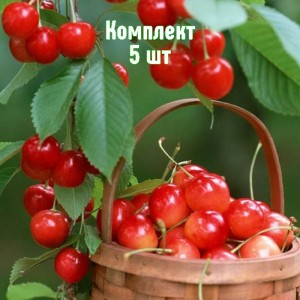 Комплект 5шт / Черешня Голубушка