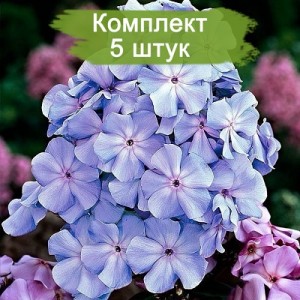 Комплект 5шт / Флокс Блю Ивнинг