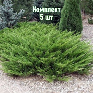 Комплект 5шт / Можжевельник казацкий Аркадия