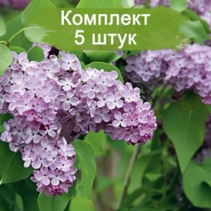 Комплект 5шт / Сеянец Сирень Lavander Lady