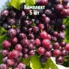 Комплект 5шт / Виноград Александр: фото и описание