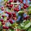 Комплект 5шт / Вишня Тургеневка: фото и описание
